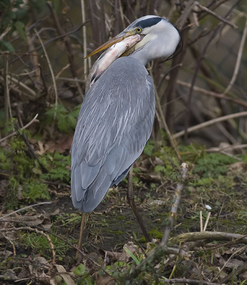 Blauwereiger_brasem291207J